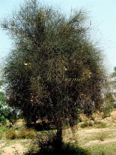  Plant